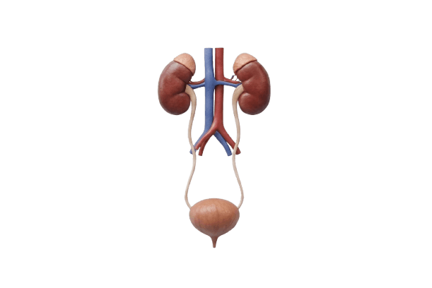 Genitourinary